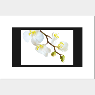 White Orchid Posters and Art